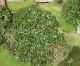 Photo of headstones/thumb_Mary Junor nee McLennan d 1922 hdstn Rosemarkie chyd